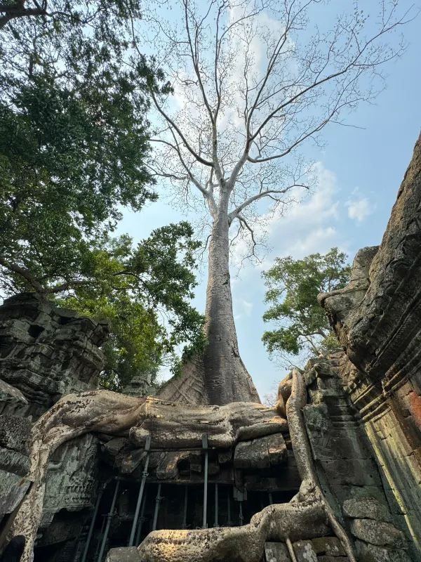 After the decline of human civilization, forests reclaim the earth