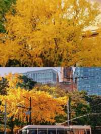 12月上海外灘，這裡的銀杏即將封神！