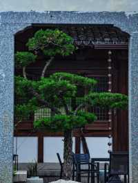 來武義，這個季節的延福寺一定不容錯過||延福寺：不單單是一座