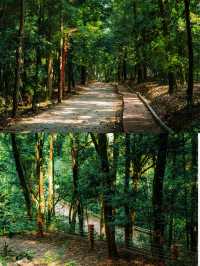 行山不一定要辛苦嗎?|良鳳江森林公園