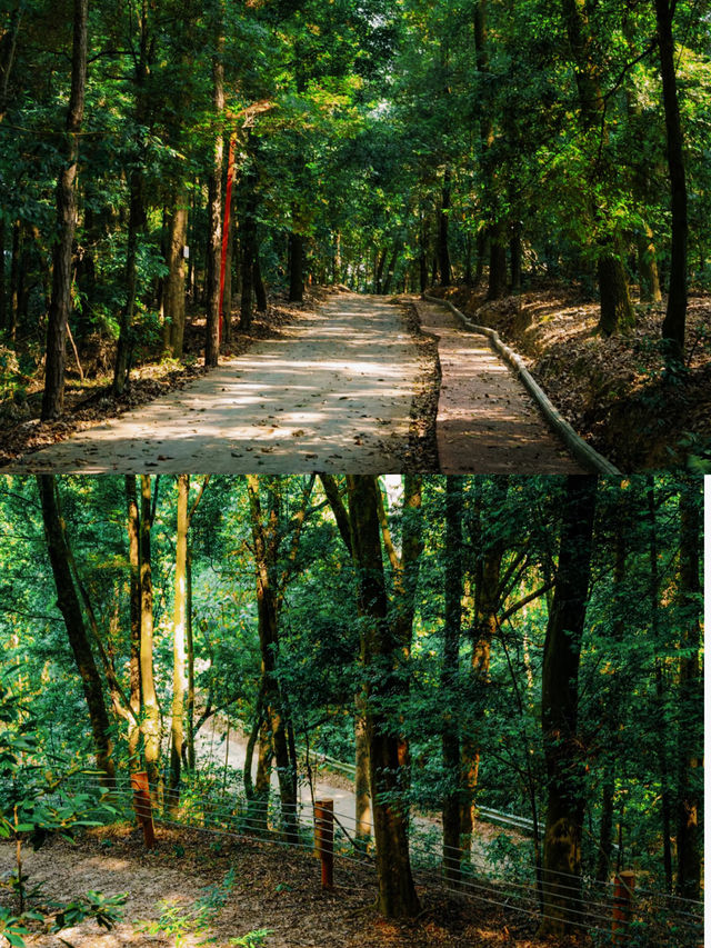 行山不一定要辛苦嗎?|良鳳江森林公園 行山不一定要辛苦嗎?|良鳳江森林公園