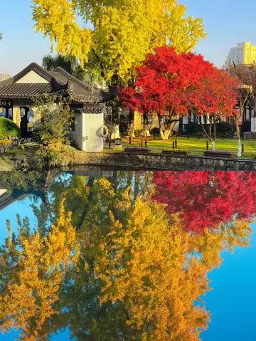 實拍莫愁湖的紅楓