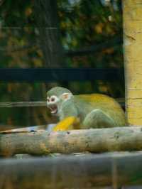 冬季反向遊 | 來周口野生動物園與動物親密互動（附攻略）