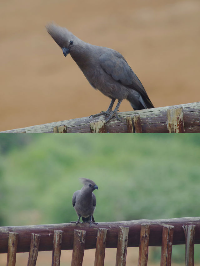 南非比鄰斯堡動物園 | 走進野生動物的奇妙世界