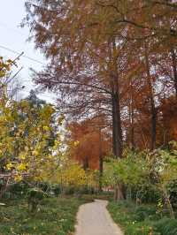 小眾公園有臘梅展