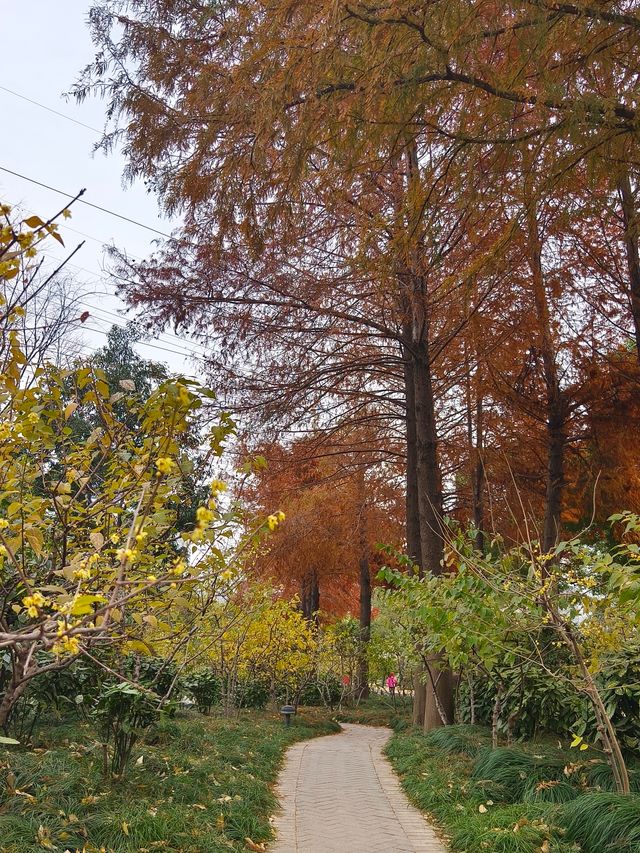 小眾公園有臘梅展