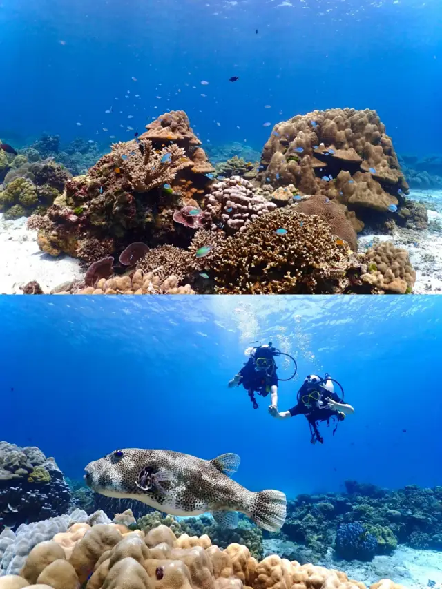 Diving in Cebu, Philippines | Bohol Island Travel Tips