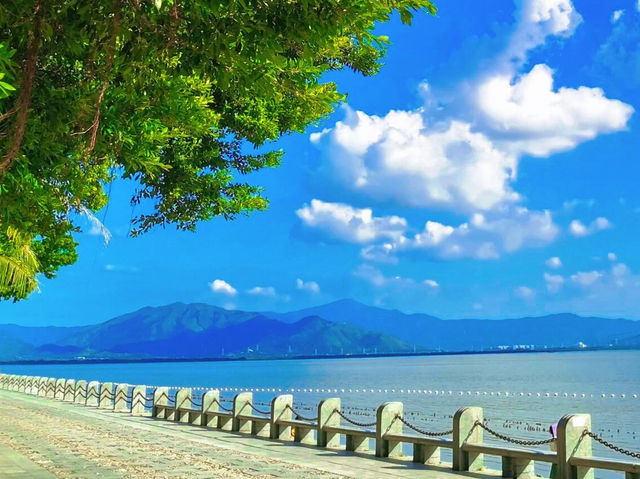 #深圳灣公園的海鷗之舞