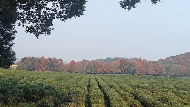 世外桃源的一種生活方式~~~茶葉博物館