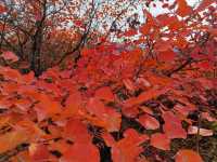 韓城香山紅葉|出彩的山景
