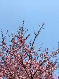 武漢的一個寶藏免費觀賞梅花的公園