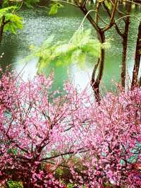 重慶踏青賞梅之彩雲湖
