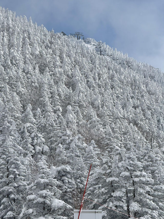 新年旅行第一站，志賀高原滑雪全攻略
