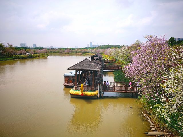 3月到海珠濕地公園觀賞紫荊花