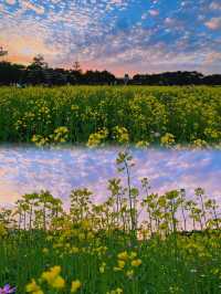 🌼深圳觀瀾版畫村油菜花海🌼
