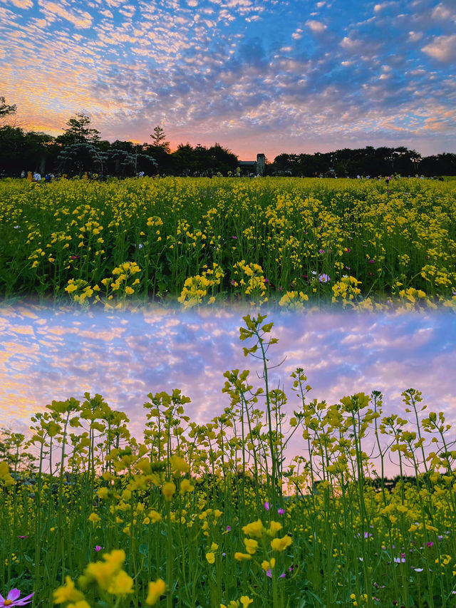 🌼深圳觀瀾版畫村油菜花海🌼