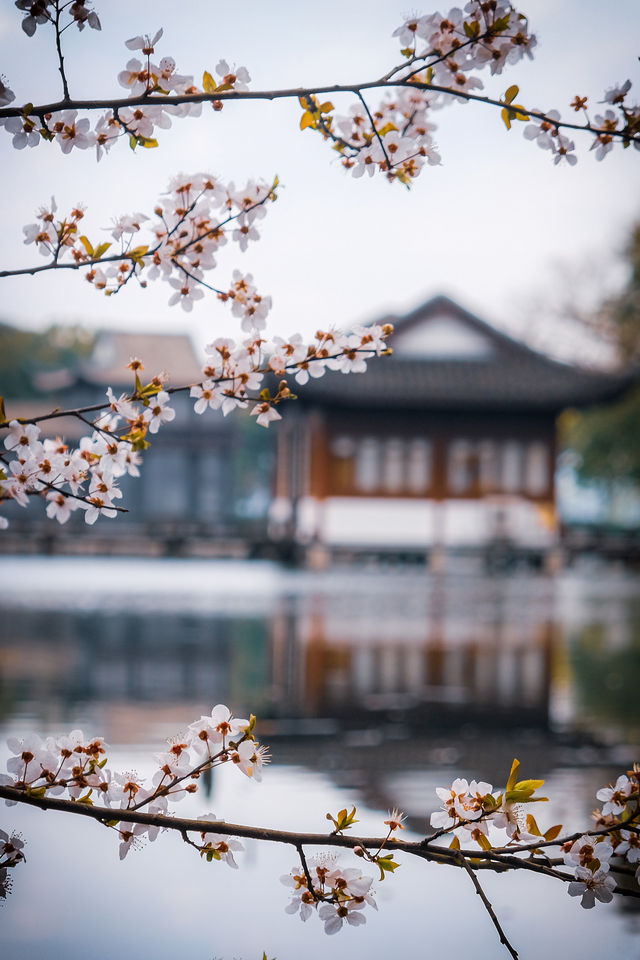 這個春天，西湖賞花一定要去西湖南線