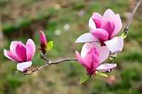 玉蘭吐芳
