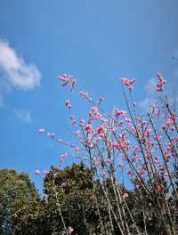 去北川巴拿恰，路上踏青賞花