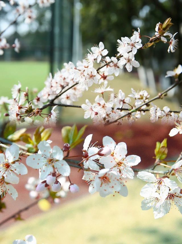 來GIA賞花吧