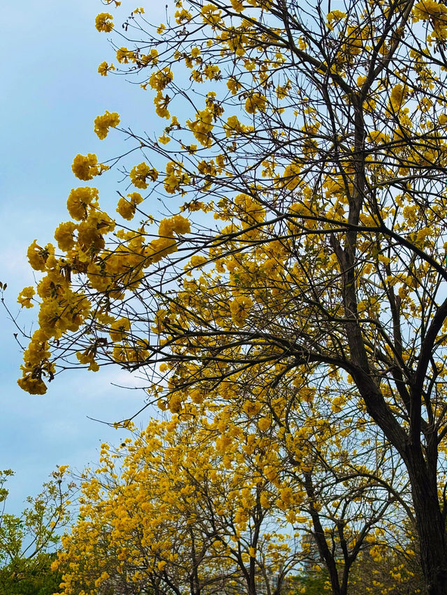 💖深圳香蜜公園，人間仙境