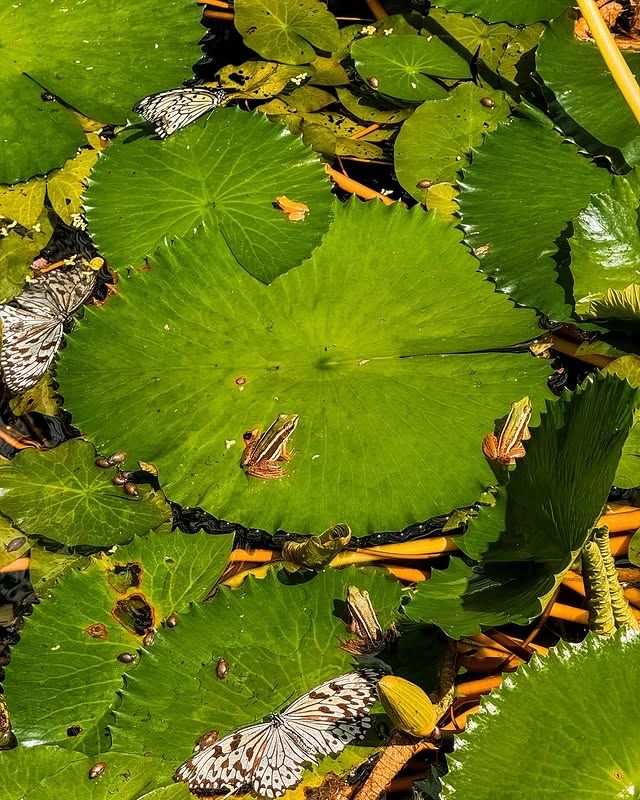 檳城蝴蝶公園—夢幻蝴蝶王國
