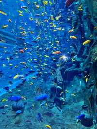 海花島海洋公園 動物互動攻略大放送