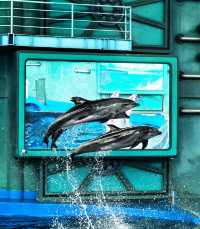 海花島海洋公園 動物互動攻略大放送