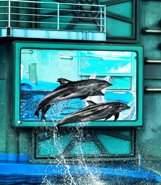 海花島海洋公園 動物互動攻略大放送