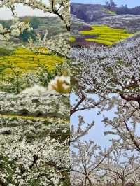 自貢 | 3-4月衝，人少景美寶藏旅行地！