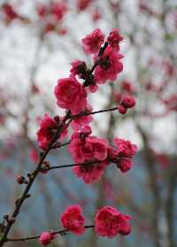 桃花朵朵開