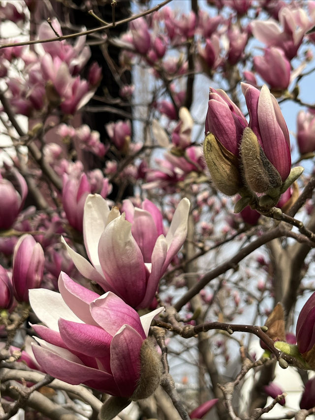 桃花塢春色