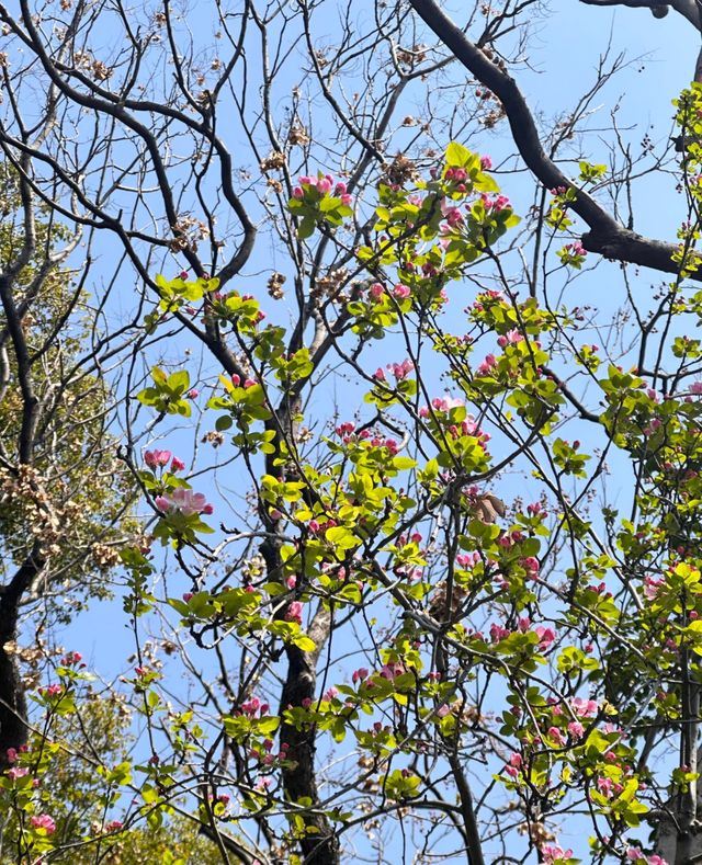 莫愁湖公園