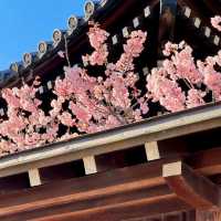 🌸福岡驚喜！偶遇櫻花盛開