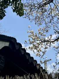 春日尋花漫步