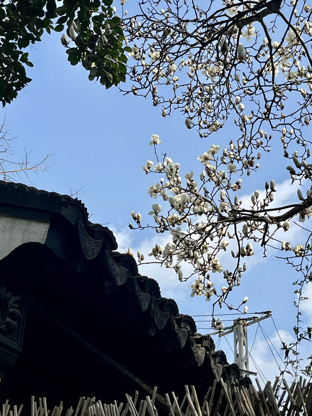 春日尋花漫步
