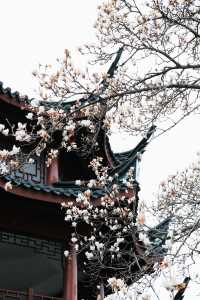 99%寧波人不知道中山公園這個窗景太好拍了