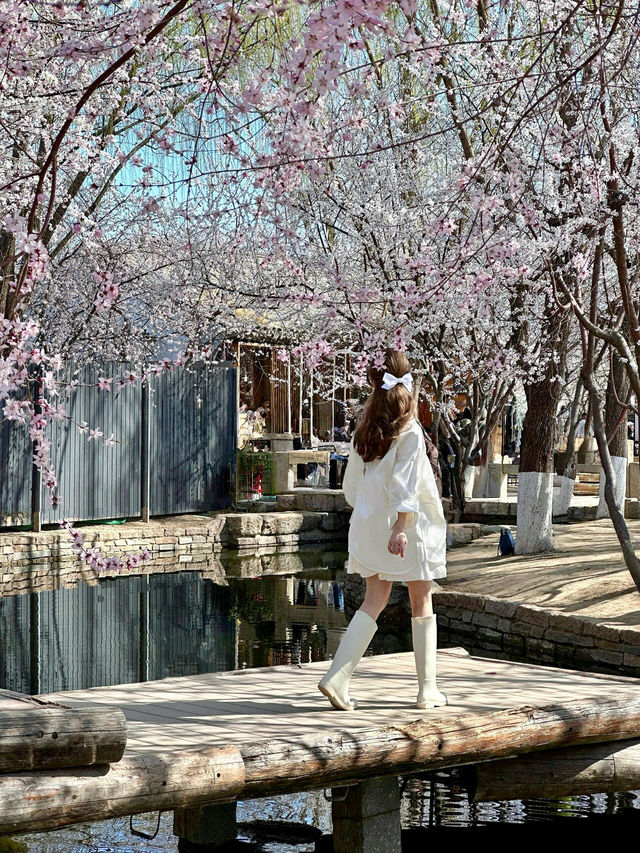北京3.19實拍三里河公園桃花開啦🌸