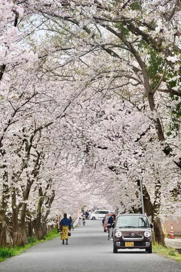 2024 Japan Cherry Blossom Season Summary (Recommendations and Avoidances)