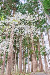 【青森】春日賞櫻～