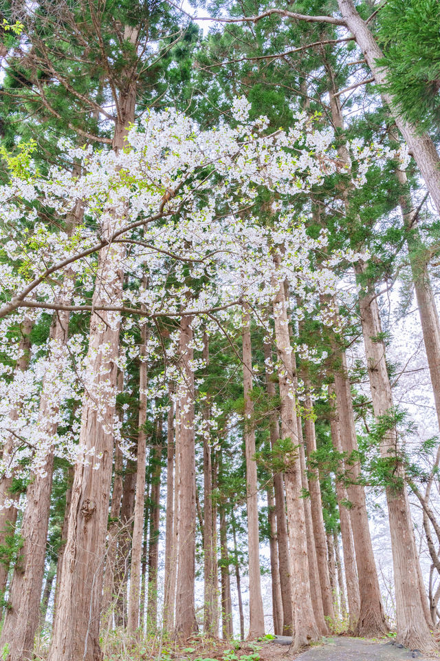 【青森】春日賞櫻～