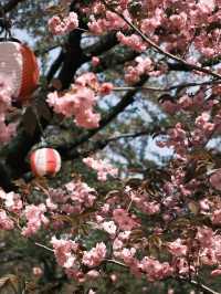 札幌賞櫻全攻略：北國都市的春日櫻花物語！