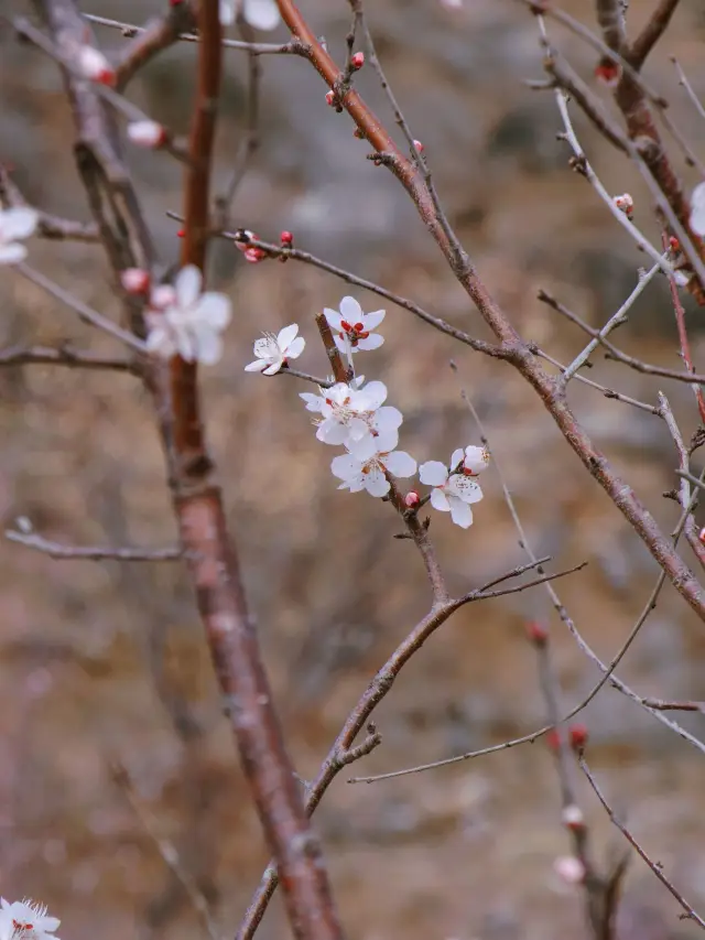 Suzhou Peach Blossom Viewing | March, A Date with Peach Blossoms at Ludang Lake Wetland Park