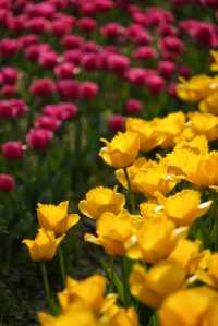 上海大寧公園的鬱金香已到盛花期