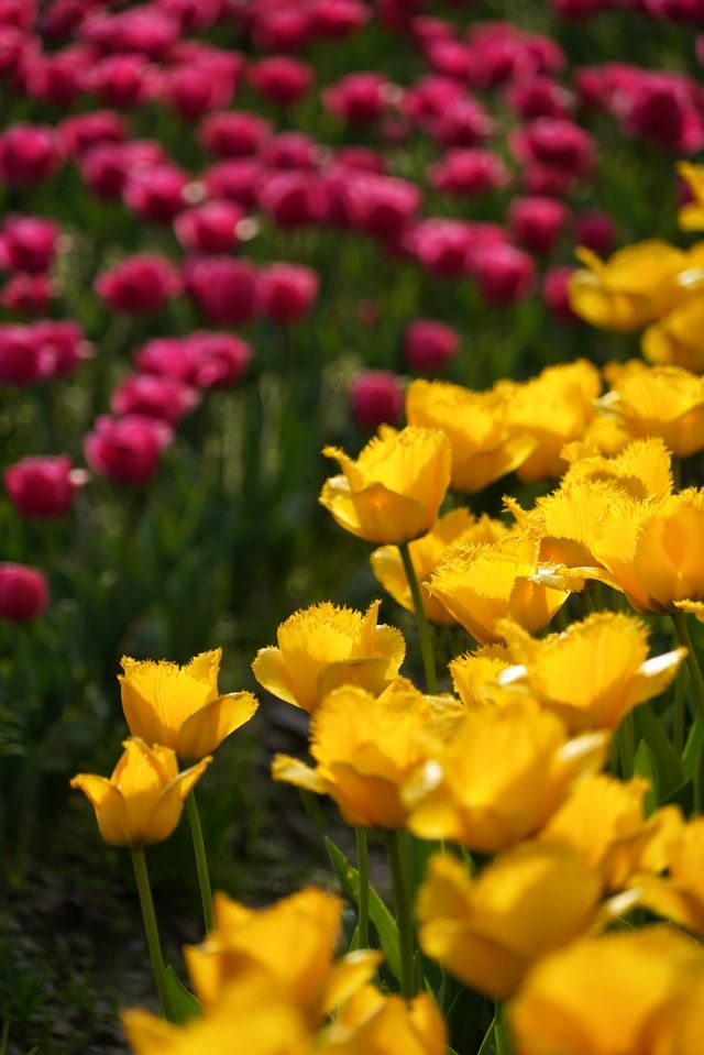 上海大寧公園的鬱金香已到盛花期