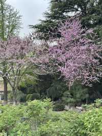Royal Blooms & Fleeting Petals: A Dual Dance of Peonies and Sakura at Wangcheng Park