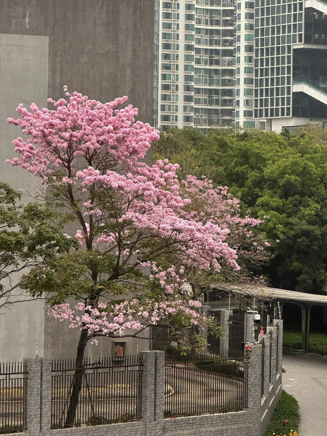 后海粉鈴，夢幻之約
