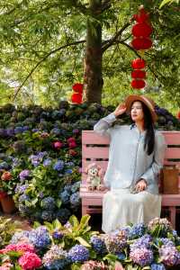 東莞賞花｜油畫般嘅現實繡球花海