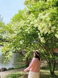 Explore the Stunning Hydrangea Waterfall at Xixi Wetland with Free Route Options