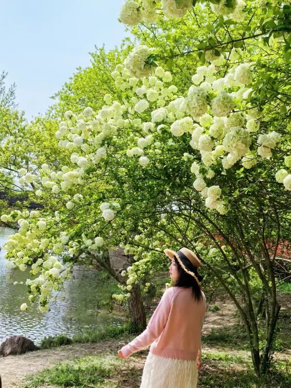 Explore the Stunning Hydrangea Waterfall at Xixi Wetland with Free Route Options
